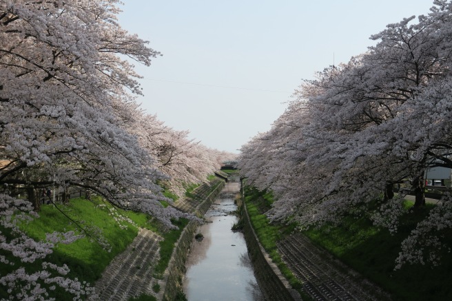 a canal with water and trees with white flowers